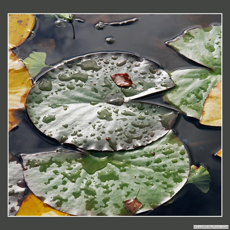 Advanced Section Third Place - Water Lillies by Bob Tyson