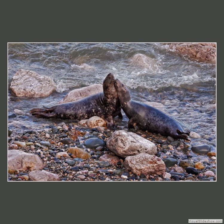Advanced Section Commended - Grey Seal Affection by Andy Pyatt