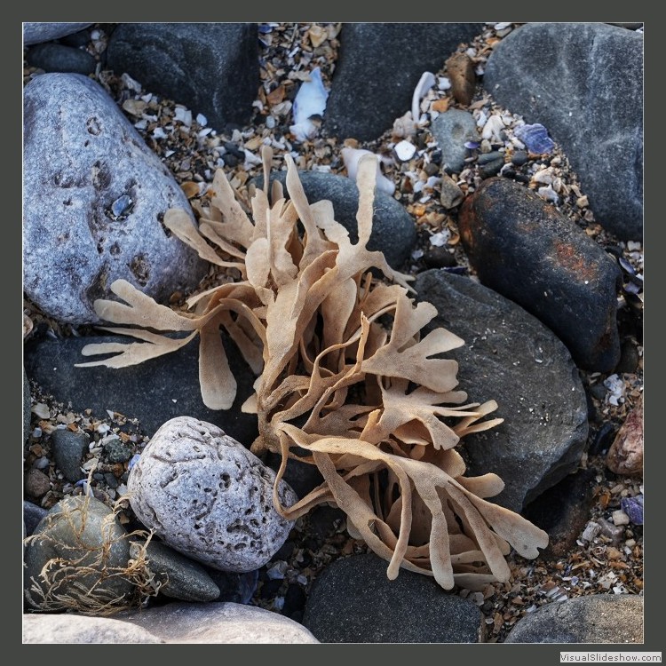 Advanced Section Commended - Washed Ashore by Joan Arnold