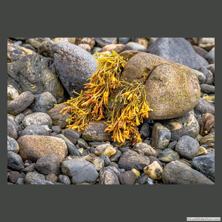 Advanced Section Highly Commended - I'll Grow Anywhere by Alwyn Williams