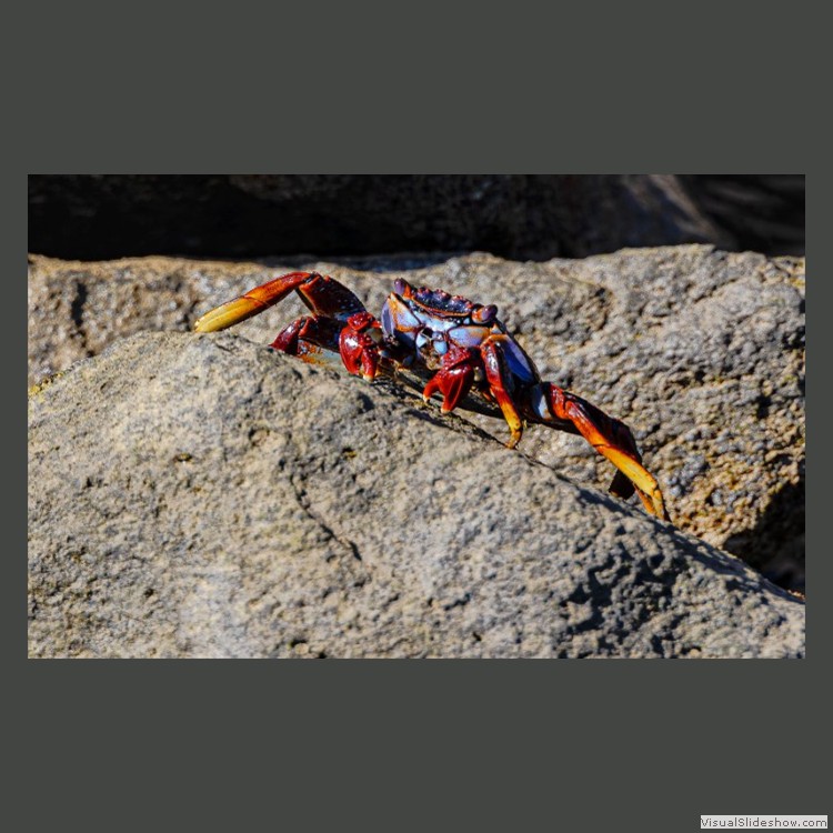 Advanced Section Highly Commended - Psychedelic Crab by Alwyn Williams