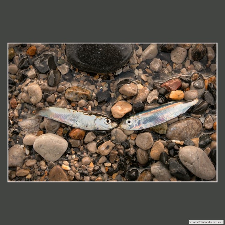 Advanced Section Highly Commended - Stranded by Andy Pyatt