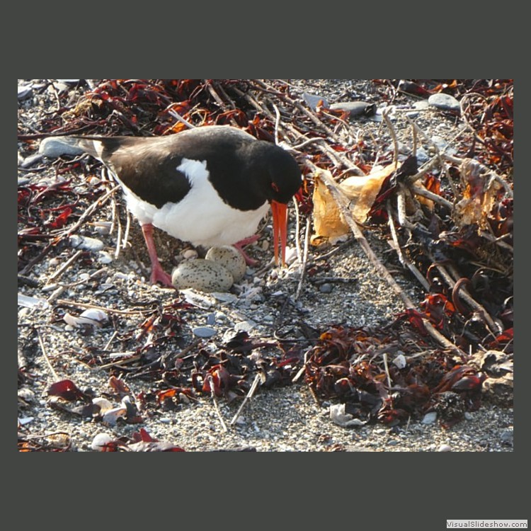 Intermediate Section Third Place - Oystercatcher with Eggs by Keith Roobottom
