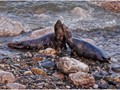 Advanced Section Commended - Grey Seal Affection by Andy Pyatt