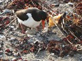 Intermediate Section Third Place - Oystercatcher with Eggs by Keith Roobottom