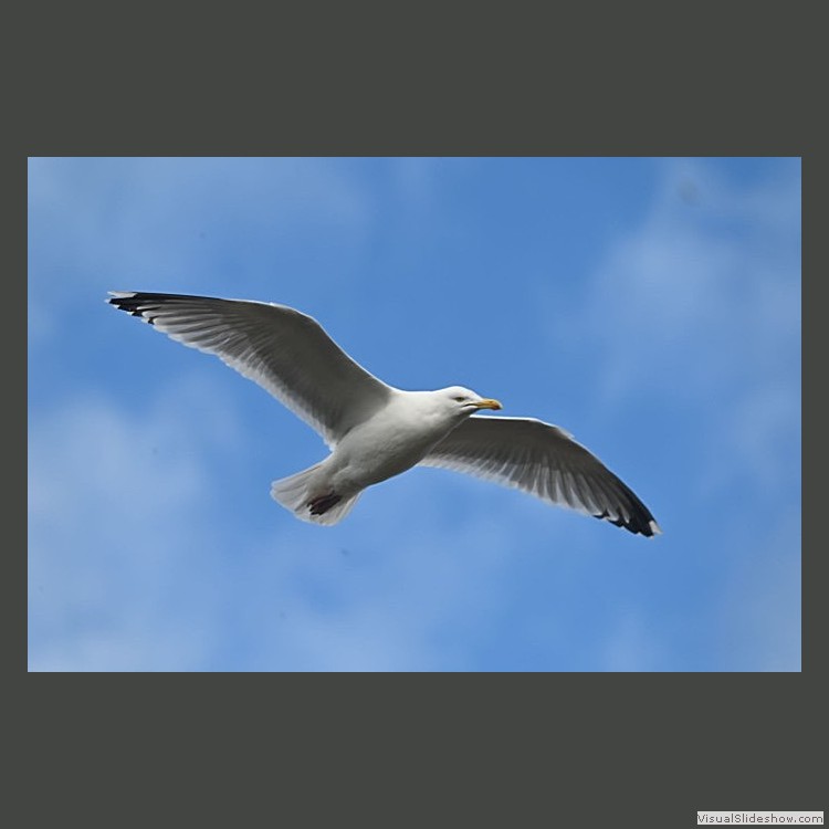 Advanced Section Commended - Herring Gull by Peter Beachell