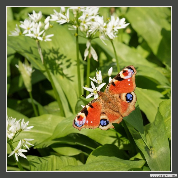 Advanced Section Commended - Wild Garlic and a Peacock by Andy Pyatt