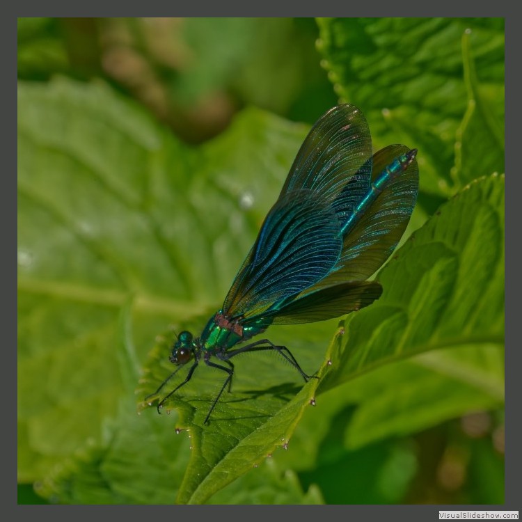 Intermediate Section Commended - Beautiful Demoiselle by Michael Smith