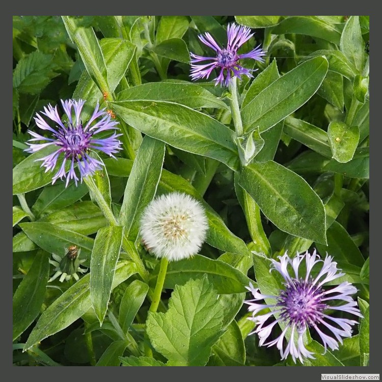 Intermediate Section Commended - Dandelion Meets Cornflowers by Helen Walker