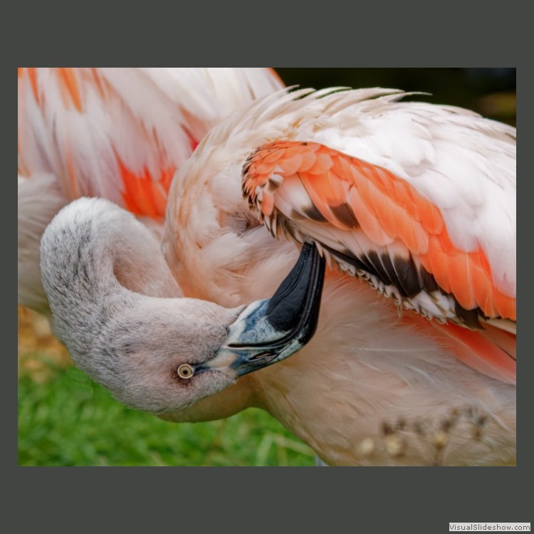 Intermediate Section First Place - Flamingo by Michael Smith