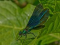Intermediate Section Commended - Beautiful Demoiselle by Michael Smith