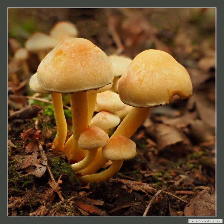 Advanced Section Commended - Sulphur Tuft Mushrooms by Pauline Cook