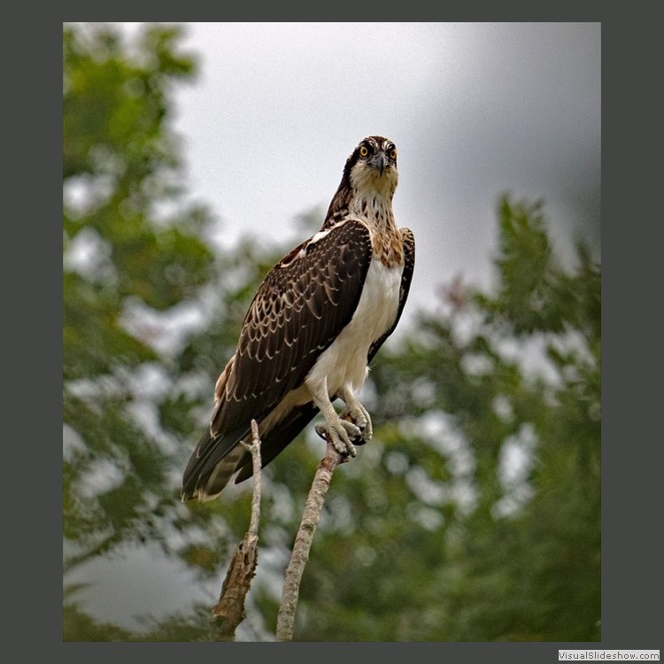 Advanced Section Commended - Young Osprey by Alan Gaines