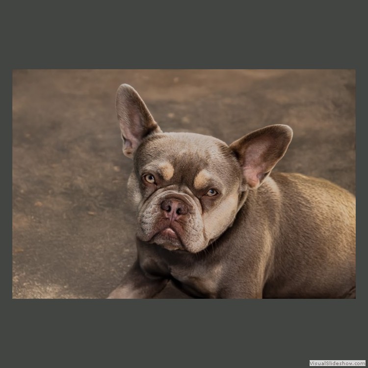 Advanced Section First Place - French Mutt by Alwyn Williams