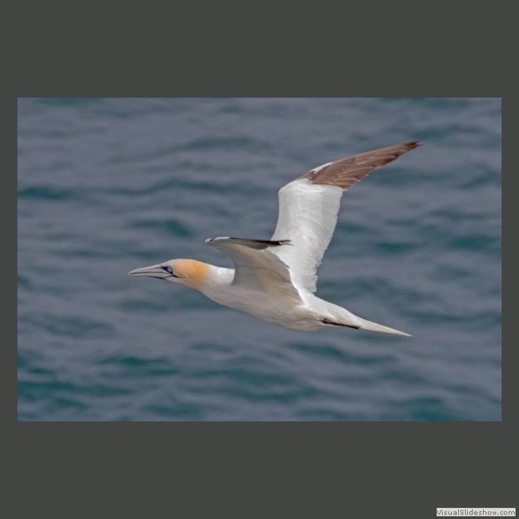 Advanced Section Second Place - Gannet by Jeff Smith