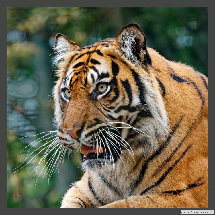 Intermediate Section First Place - Menacing by Michael Smith