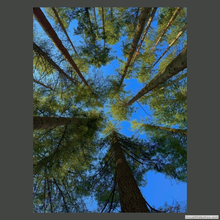 Intermediate Section Third Place - Canopy by Michael Smith