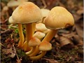 Advanced Section Commended - Sulphur Tuft Mushrooms by Pauline Cook