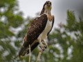 Advanced Section Commended - Young Osprey by Alan Gaines
